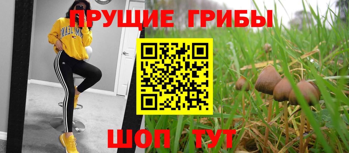 Псилоцибиновые грибы Psilocybe Вязники